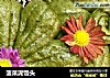 菠菜泥馒头的做法