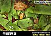 干煸四季豆的做法
