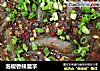 泡椒香辣魔芋的做法