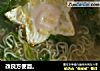 改良方便面。的做法