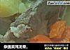 杂蔬菜炖龙骨。的做法