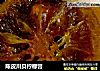 陈皮川贝柠檬膏的做法