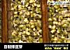 自制绿豆芽的做法