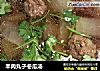 羊肉丸子冬瓜汤的做法