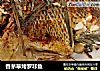 香茅草烤罗非鱼的做法