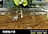 蜂蜜柚子茶的做法