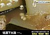 袪湿下火汤 --- 干贝冬瓜薏米扇骨汤的做法