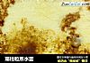 瑶柱粒蒸水蛋的做法