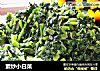 素炒小白菜的做法