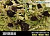 凉拌圆白菜的做法