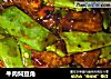 牛肉焖豆角的做法