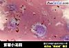 紫薯小汤圆的做法