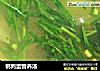鹌鹑蛋营养汤的做法