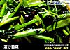 清炒苔菜的做法