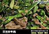 芥兰炒牛肉的做法