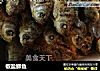 椒盐鲫鱼的做法