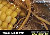 虫草花玉米炖龙骨的做法