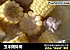 玉米炖排骨的做法