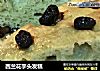 西兰花芋头发糕的做法