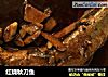 红烧秋刀鱼的做法