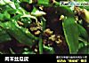 肉末丝瓜皮的做法