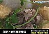 白萝卜油豆腐龙骨汤的做法