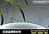 红豆连藕糯米粥的做法