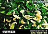 虾皮炒韭菜的做法