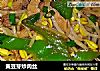 黄豆芽炒肉丝的做法