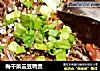 梅干菜云豆鸭煲的做法