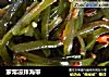 家常凉拌海带的做法