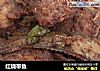 红烧带鱼的做法