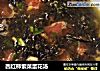 西红柿紫菜蛋花汤的做法