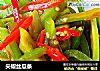 尖椒丝瓜条的做法