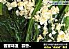 客家味道   蒜香芥兰的做法