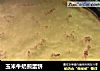 玉米牛奶煎蛋饼的做法