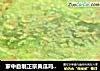 家中自制正宗黄瓜鸡蛋灌饼，瓜香面软，五分钟快捷营养早餐！的做法