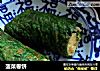 菠菜卷饼的做法