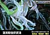菠菜粉丝虾皮汤的做法