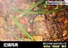 红烧鸡肉的做法