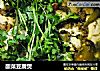 酸菜豆腐煲的做法
