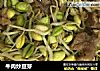 牛肉炒豆芽的做法