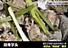 排骨芋头的做法