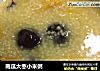 南瓜大枣小米粥的做法