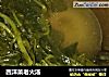 西洋菜老火汤的做法