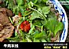 牛肉米线的做法