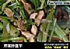 芹菜炒豆干的做法