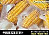 牛腩炖玉米白萝卜的做法