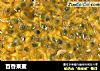 百香果蜜的做法