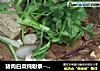 猪肉白菜炖粉条--冬季养生菜的做法